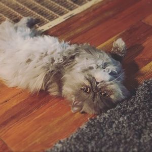 Meet your Posher, Vanessa